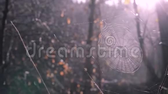 森林树之间的蜘蛛网阳光透过网络照耀奇妙的雾蒙蒙的树林在背景上视频的预览图