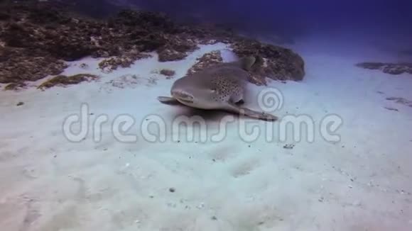 豹鲨或斑马鲨特写快乐可爱的地毯鲨视频的预览图