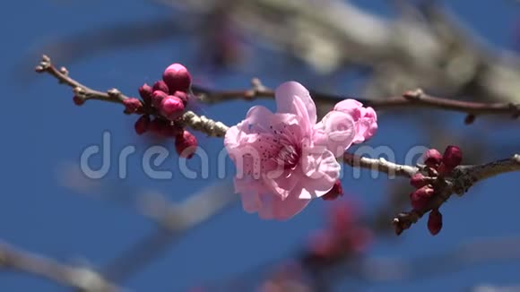 樱花映衬蓝天视频的预览图