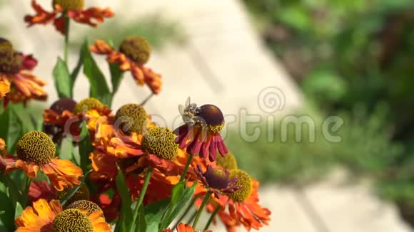 蜜蜂绕着橙色的花飞采集花蜜慢动作特写视频的预览图
