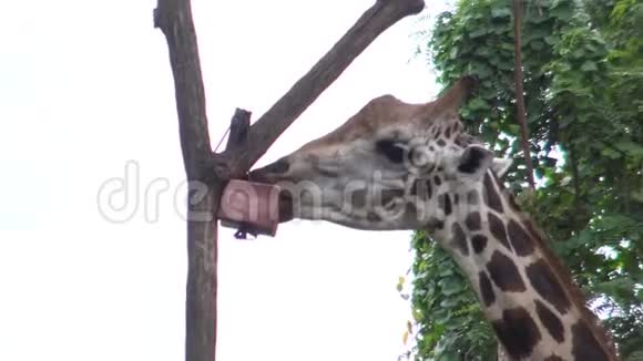 长颈鹿用长舌头在动物园里的一个盒子里吃东西视频的预览图