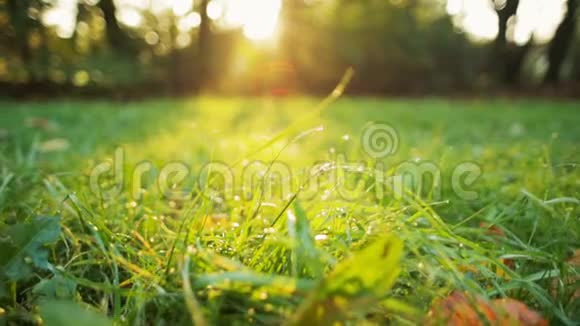 秋天的早晨阳光照射下带着露水的草多丽的低角镜头视频的预览图