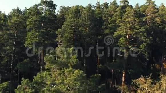 针叶林顶景空中摄影一片茂密的松树林日落时松树和松树近景针叶树视频的预览图