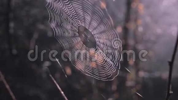 森林树之间的蜘蛛网阳光透过网络照耀奇妙的雾蒙蒙的树林在背景上视频的预览图