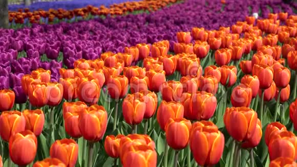 在一个阳光明媚的春天一片盛开的红紫色郁金香在风中摇曳视频的预览图
