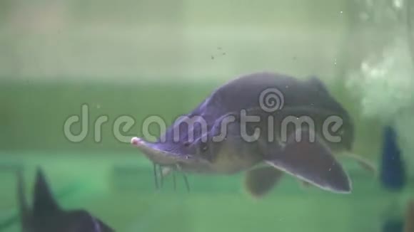 鲟鱼在水族馆里视频的预览图
