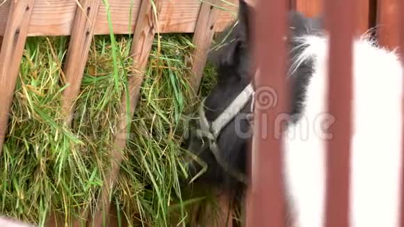 在马厩里合上小马吃草视频的预览图