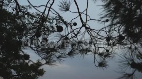 日落时分美丽的海景穿过松树的枝条视频的预览图