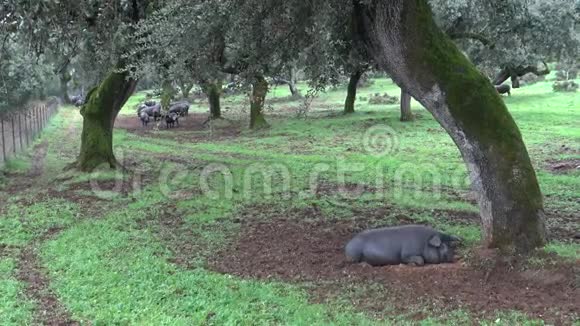 4黑伊比利亚猪病通过橡树在西班牙萨的橡树上视频的预览图
