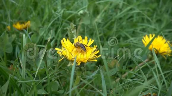 蜜蜂在蒲公英上寻找波伦慢动作视频的预览图