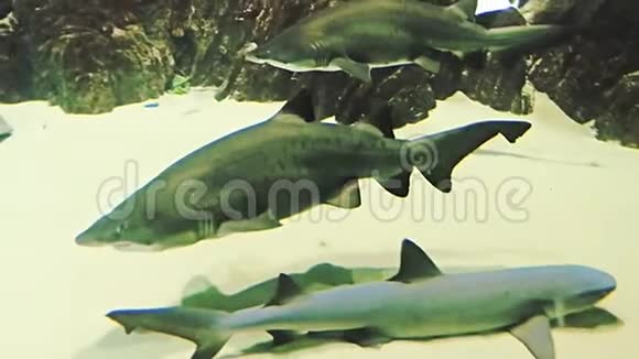 巨大的鲨鱼周围有许多不同类型的鲨鱼和鱼视频的预览图