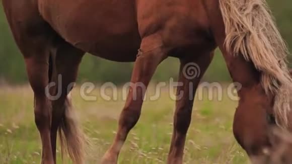 一匹漂亮的棕马在草地上吃草视频的预览图
