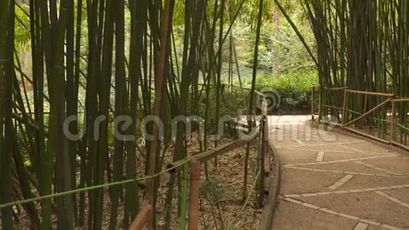 穿过竹树林视频的预览图