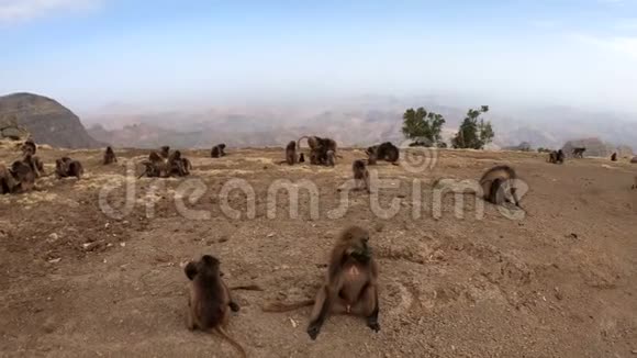 埃塞俄比亚野生动物Gelada猴子家族视频的预览图