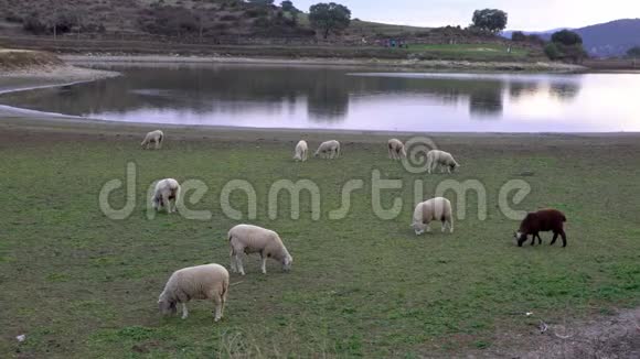 4K希普斯在西班牙埃斯特雷马杜拉湖附近的牧场上享受视频的预览图