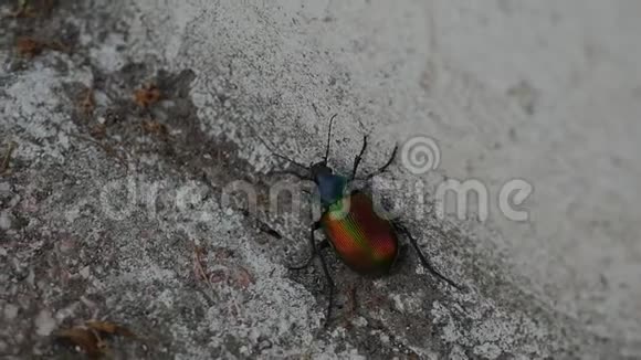 巨大的甲虫在石头地板上奔跑视频的预览图