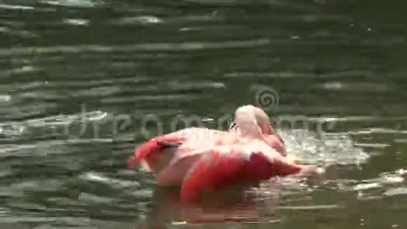 火烈鸟洗澡视频的预览图