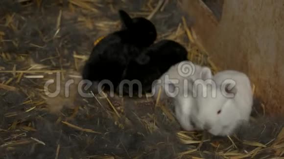 四只笼子里可爱的小兔子视频的预览图
