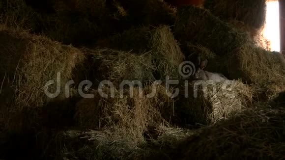 可爱的兔子在养殖场休息干草视频的预览图