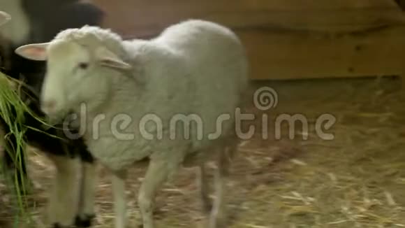 在饲养场的马厩里吃草的绵羊视频的预览图