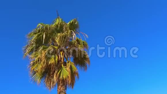 美丽的棕榈树在风中在阳光明媚的日子里在夕阳的灯光下蓝天西班牙科斯塔布拉瓦视频的预览图