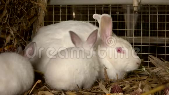 把三只白兔关在笼子里视频的预览图