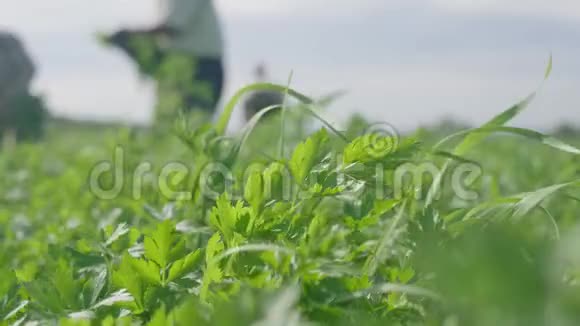 从田野里采摘绿色植物在木箱里刚采摘的草药农民小组用刀子收割新鲜的欧芹视频的预览图