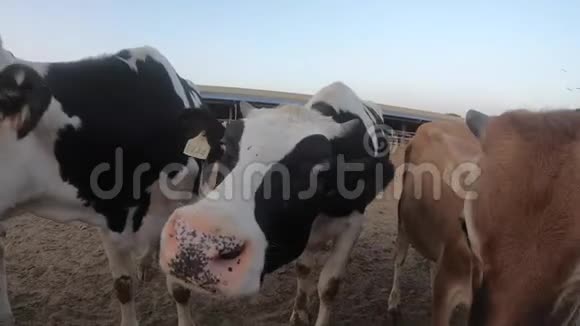 4K奶牛在农场家畜在谷仓里农业产业视频的预览图
