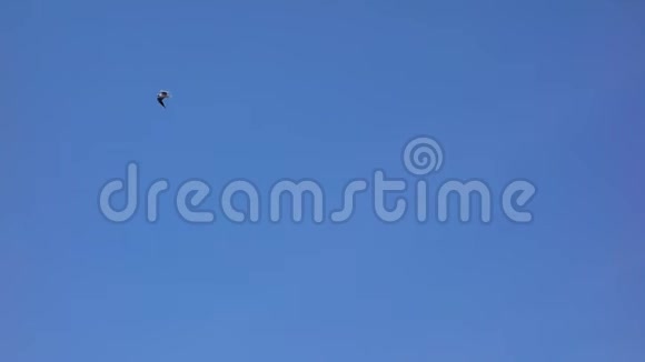 孤独的海鸥在蓝天上翱翔视频的预览图