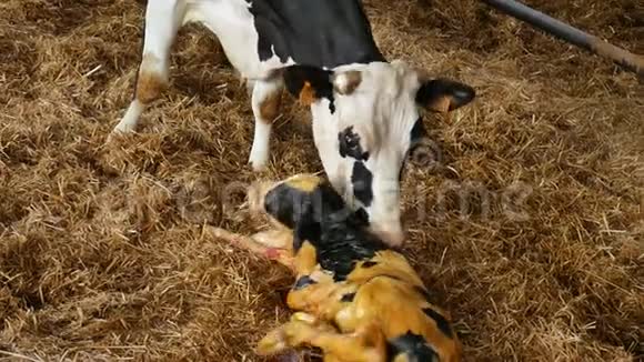 牛和刚出生的黑白两色的小牛躺在谷仓的稻草里视频的预览图