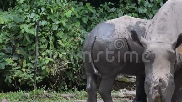 动物园里的白犀牛濒危的白犀牛在森林里吃饭视频的预览图