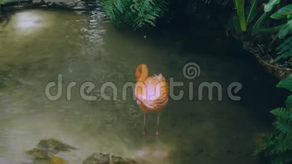 华丽的粉红色火烈鸟站在水里美丽的背景视频的预览图
