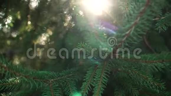 一缕阳光穿过一棵年轻云杉的枝条视频的预览图