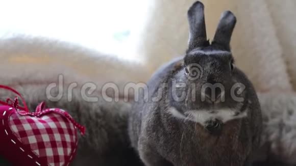 搞笑兔兔小灰兔动嘴挨着格子心视频的预览图
