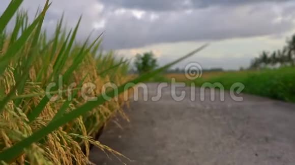 在一个大稻田上缓慢拍摄成熟的水稻视频的预览图