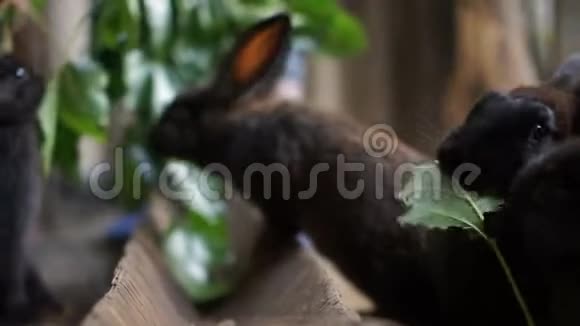 可爱的黑兔在棚子里用钢笔吃绿叶农业养殖场动物兔场视频的预览图