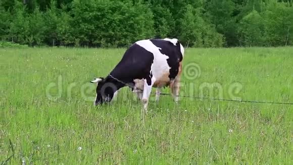 荷斯坦奶牛夏季在田间牧场喂草天然有机奶牛生产理念视频的预览图