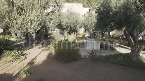 在耶路撒冷的葛西曼花园里散步视频的预览图