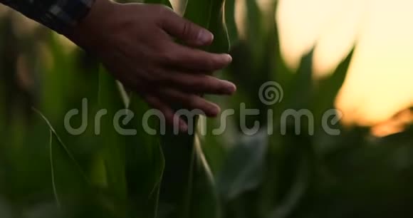 农民正在日落时检查玉米作物近距离触摸田间玉米叶片视频的预览图