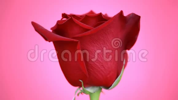红玫瑰的特写在粉红色的背景上旋转带有花瓣的宏射玫瑰视频的预览图