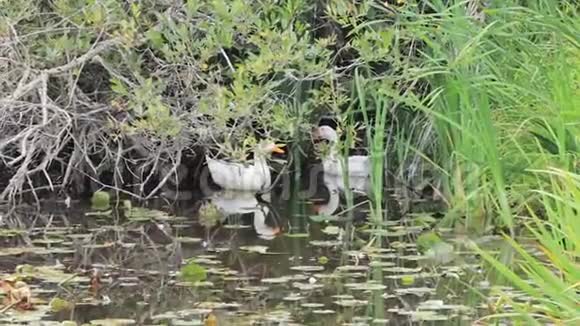 两只白色的鸭子躲在湖上高高的绿草中视频的预览图