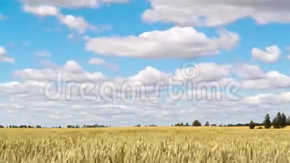 麦田和蓝天时光视频的预览图