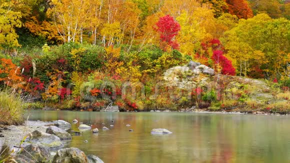 秋日观吉高库努马池塘美丽的彩色树叶视频的预览图