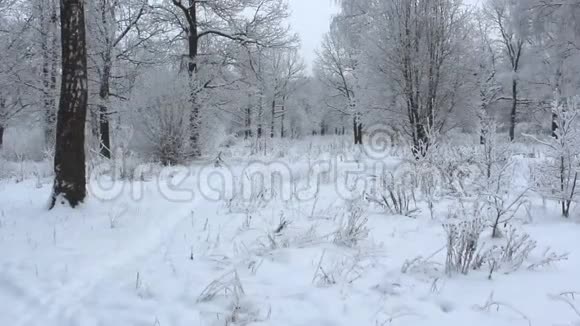 冬天雪林的景色美丽的风景视频的预览图