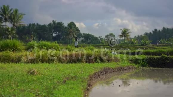 斯坦迪卡姆在稻田上射杀了一群白鹭田野里长满了泥泞的水准备做米饭视频的预览图
