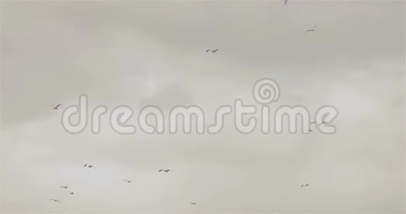 天空中的鸟群天空阴云密布天空灰蒙蒙的鸟群视频的预览图