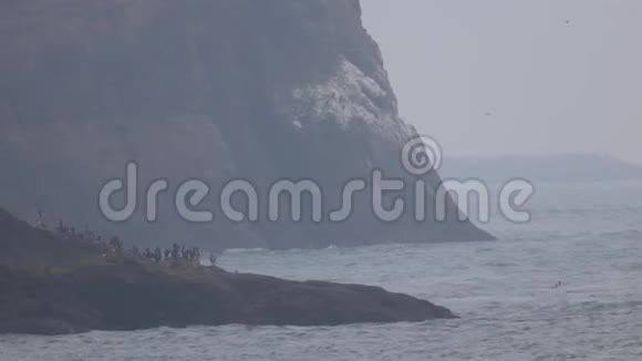 海鸥在悬崖的底部飞翔视频的预览图