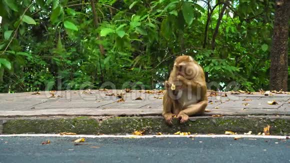 猴子坐在丛林的路上视频的预览图