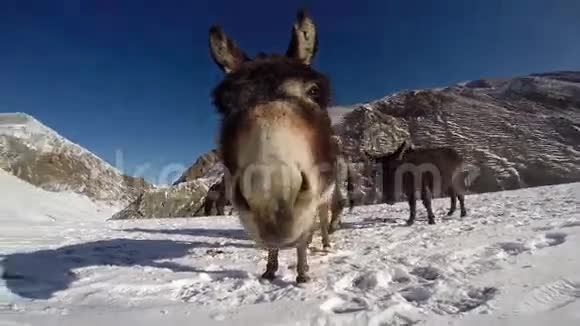 喜马拉雅山的驴子视频的预览图
