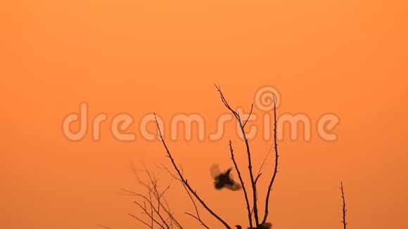 剪影鸟在日落时分野生地坐在树枝上视频的预览图